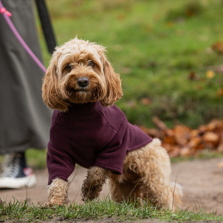 Cavapoo Dog Coat
