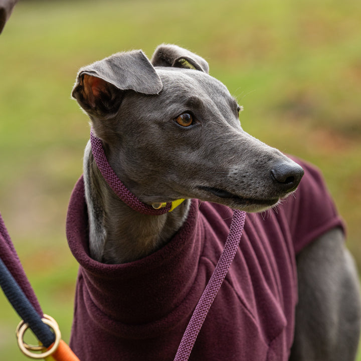 Whippet Dog Coat