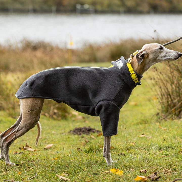 Whippet Dog Coat