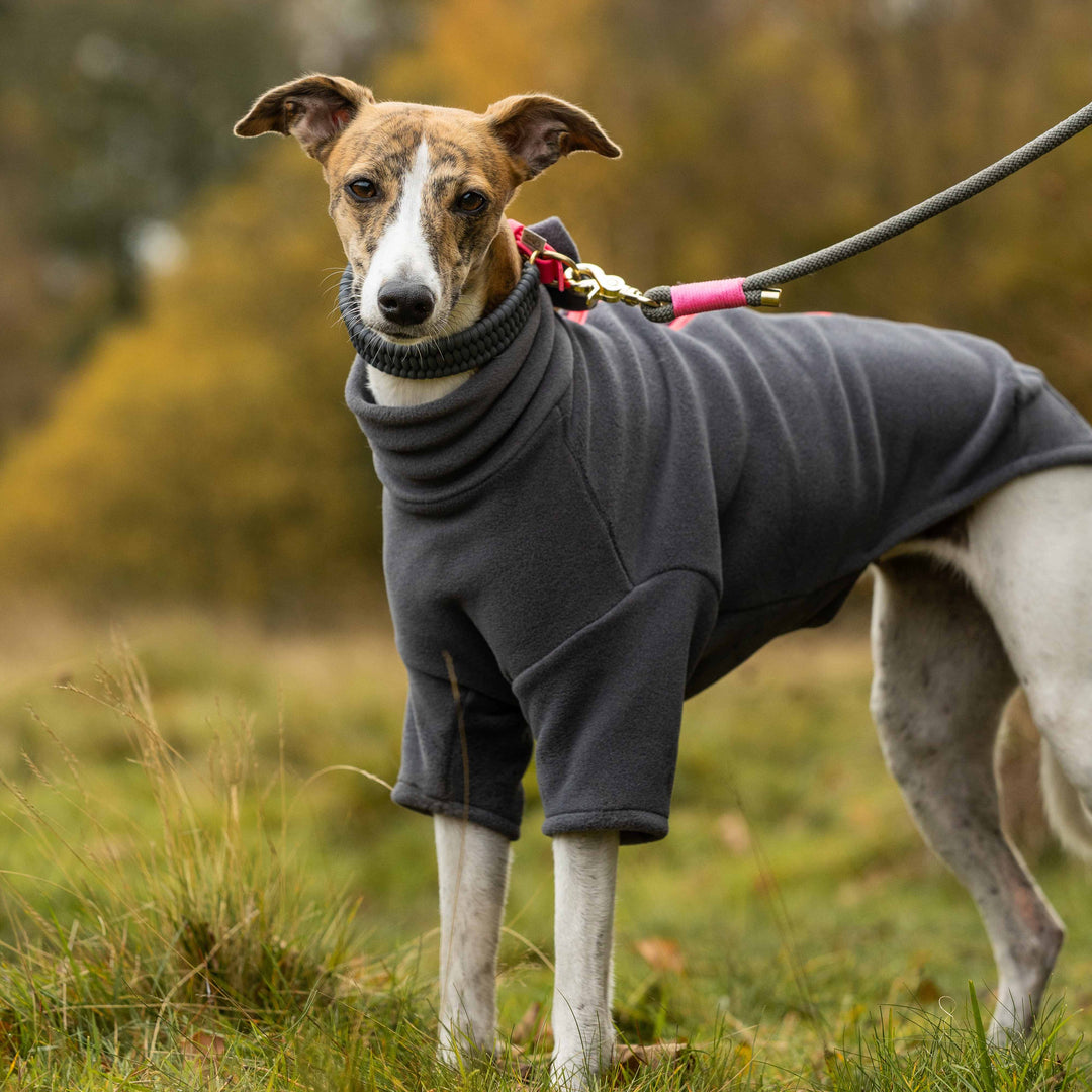 Whippet Dog Coat