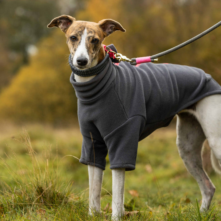 Whippet Dog Coat
