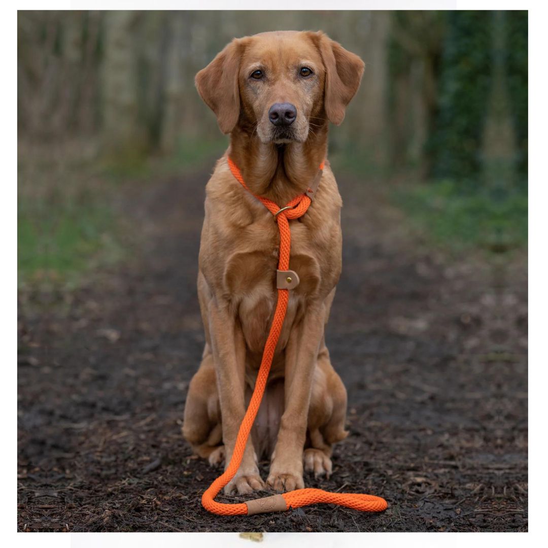 Dog Clipe Dog Clip Lead | Shop UK | House Of Dog