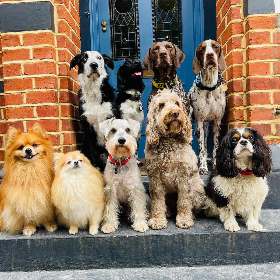 Group of dogs standing on a doorstep in front of a brick building.