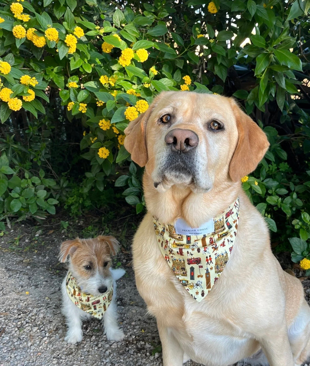 Royally London Dog Bandana