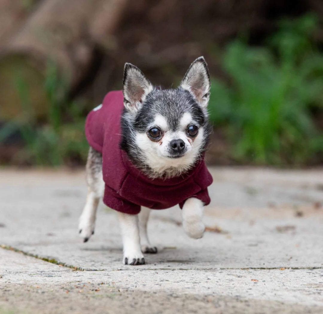 Chihuahua Dog Coat