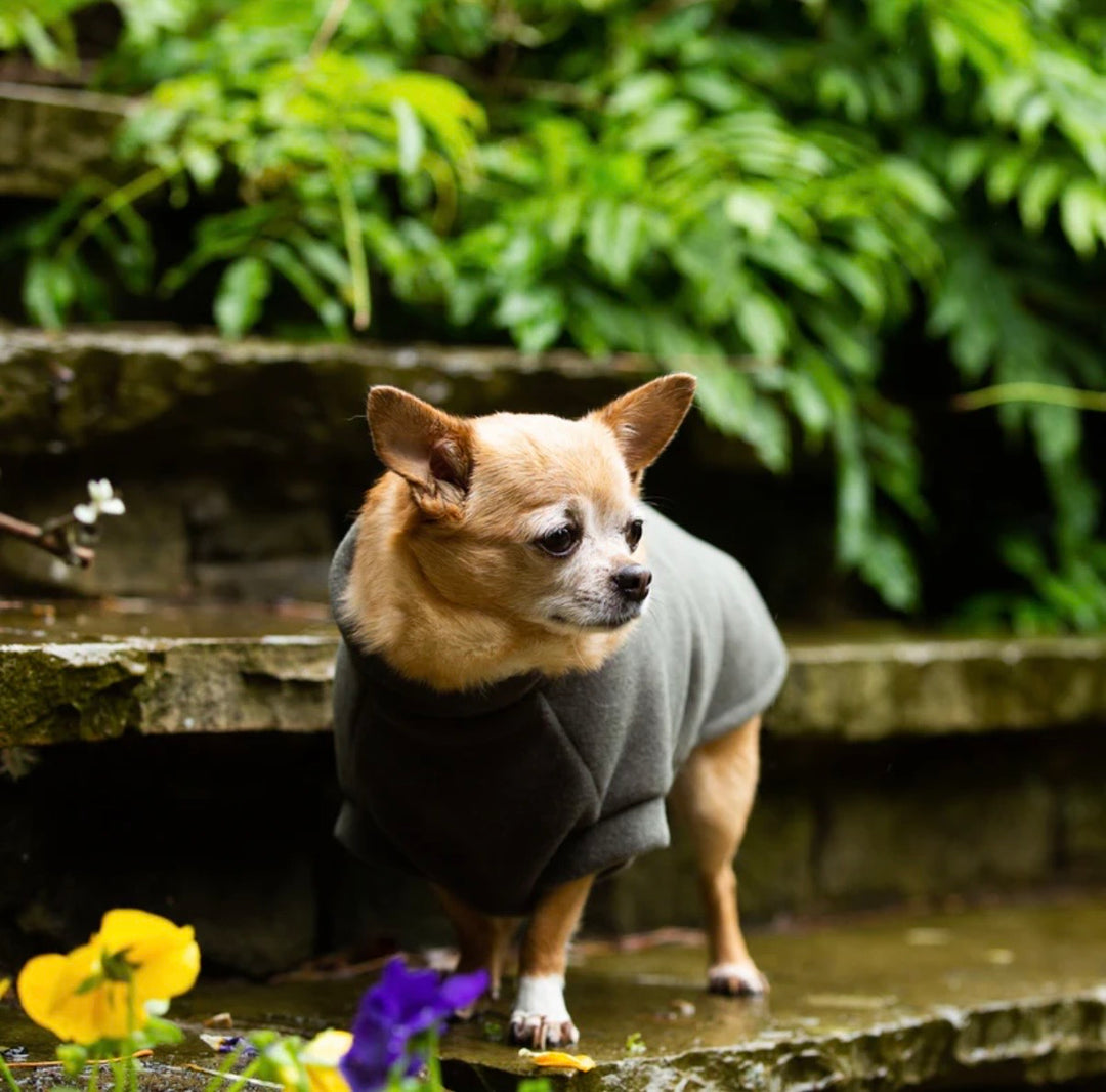 Chihuahua Dog Coat