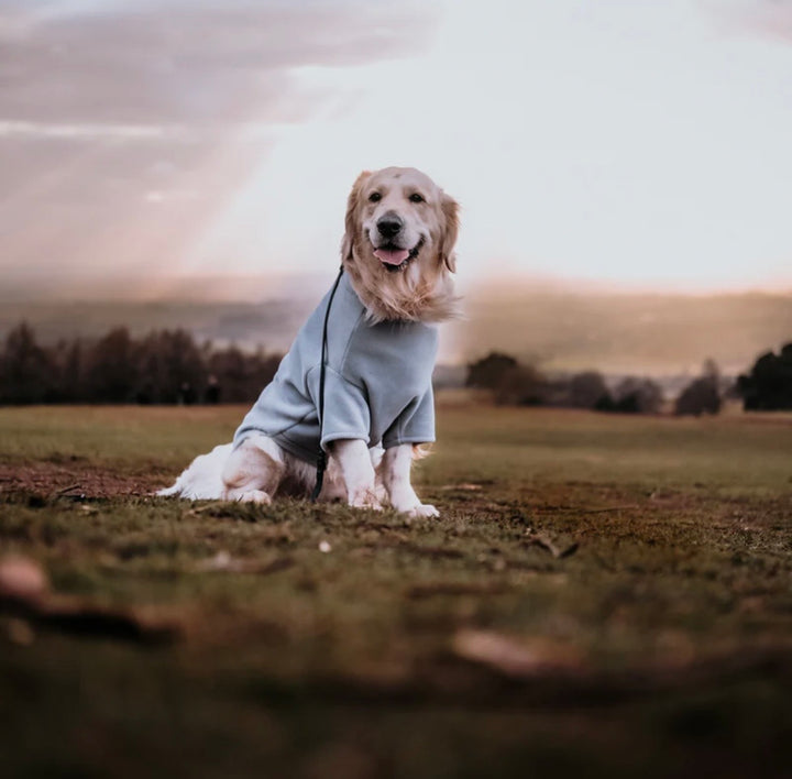 Golden Retriever Dog Coat