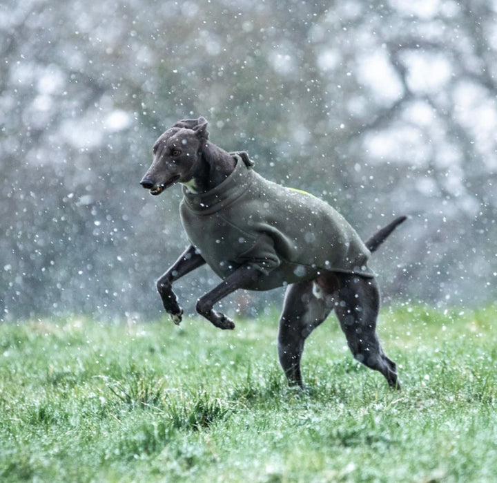 Greyhound Dog Coat