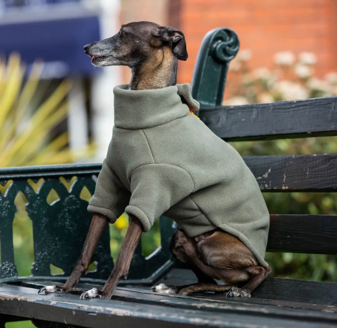 Italian Greyhound Dog Coat
