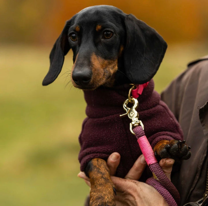 Miniature Dachshund Dog Coat