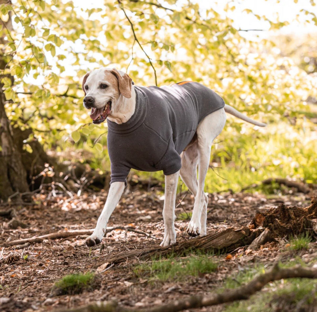 Pointer Dog Coat