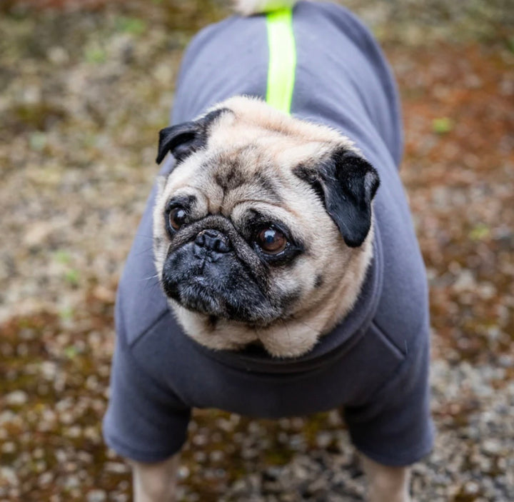 Pug Dog Coat