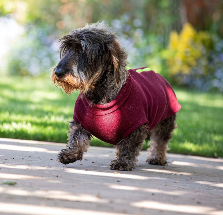 Standard Dachshund Dog Coat