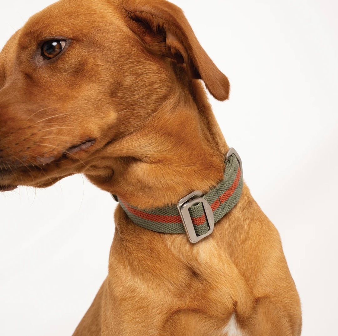 All Terrain Canvas Collar