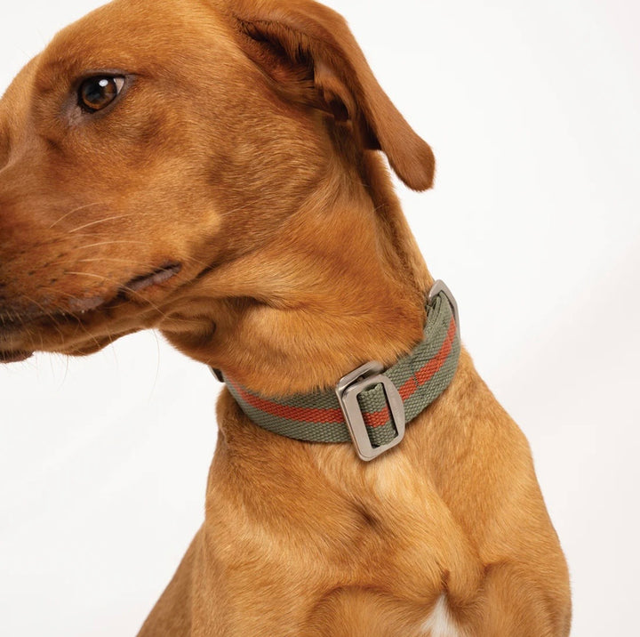 All Terrain Canvas Collar