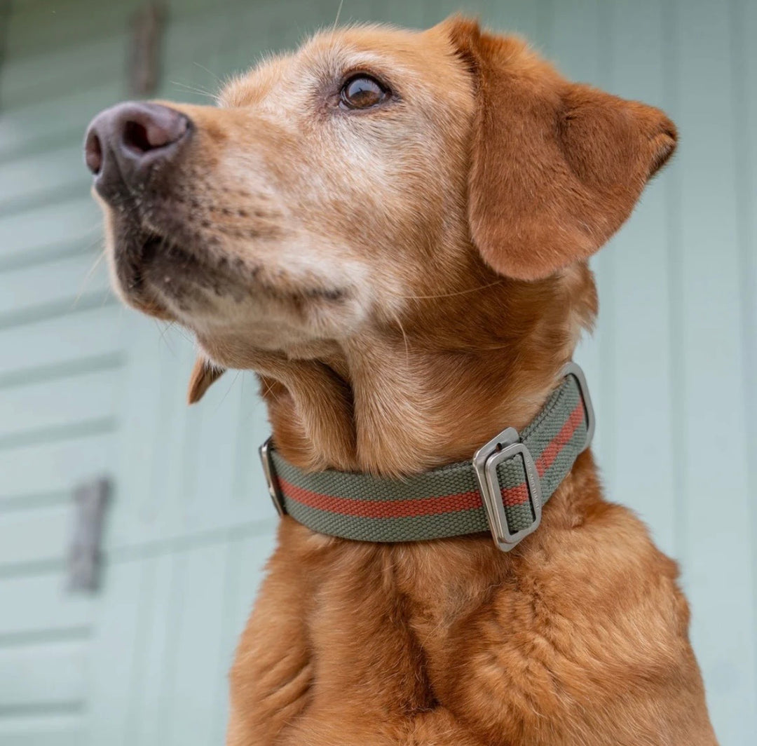 All Terrain Canvas Collar