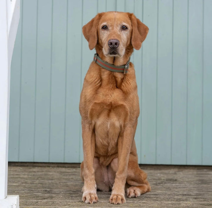 All Terrain Canvas Collar