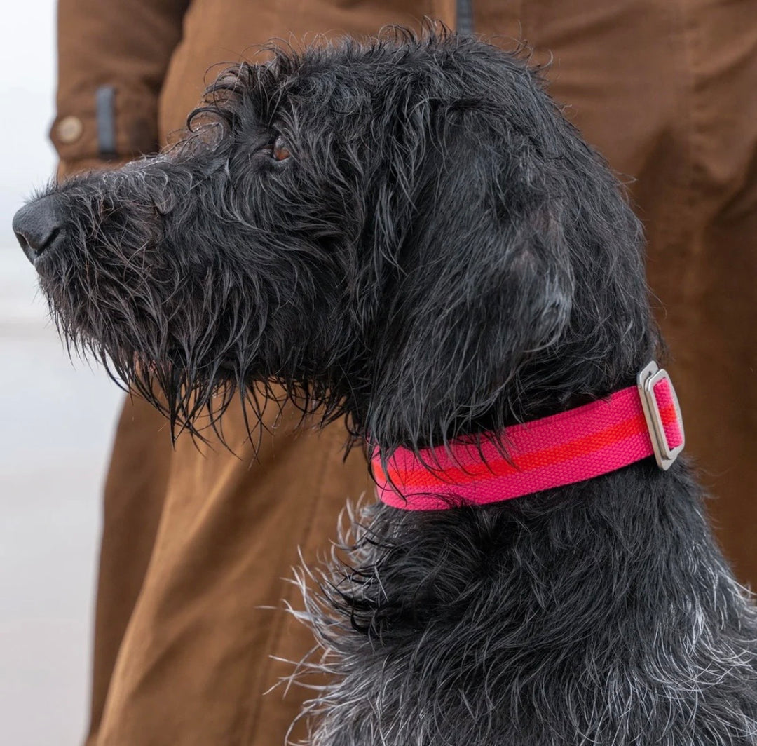 All Terrain Canvas Collar