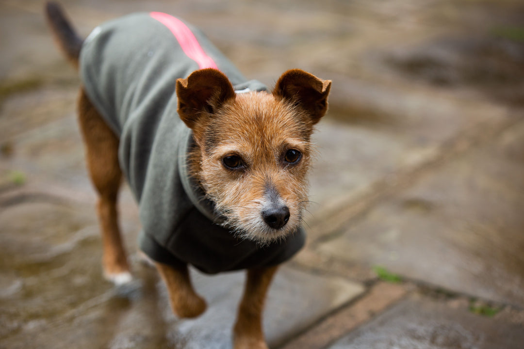 Small Terrier Dog Coat