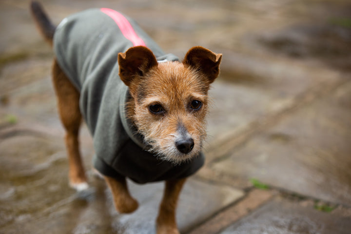 Small Terrier Dog Coat